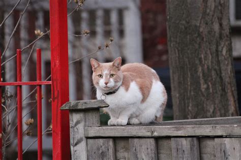Toronto neighbourhood horrified after teen arrested for  .